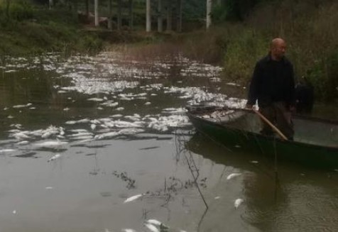 污染物超標(biāo)572倍 魚塘8萬(wàn)斤魚全死光